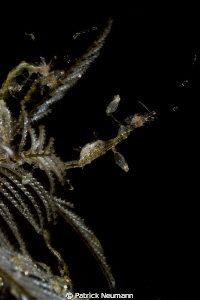 Skeleton Shrimps by Patrick Neumann 